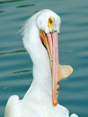 /pelican portrait