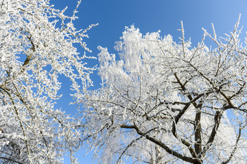 Frosted tree