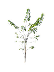 trees isolated on white background