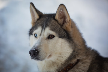 Naklejka premium Portrait Dog breed husky heterochromia