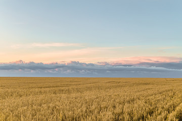 Evening with cloudy blue sky over a field of ripe cereals. Agriculture background.