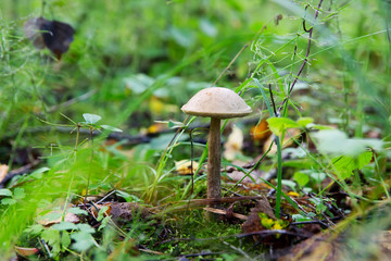 Leccinum scabrum mushrooms in the forest