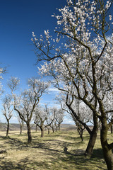 Fototapeta premium Almond trees in spring