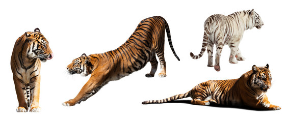  tigers. Isolated  on white