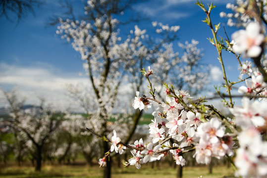 Almond trees in blossom