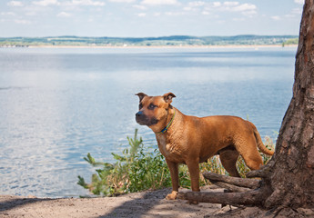 American Staffordshire Terrier