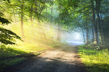 Fototapeta premium Gravel road in a misty foggy forest with sun rays. Osnabruck, Germany