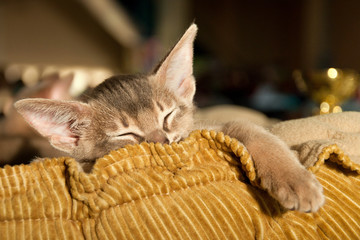 Abyssinian kitten sleeping