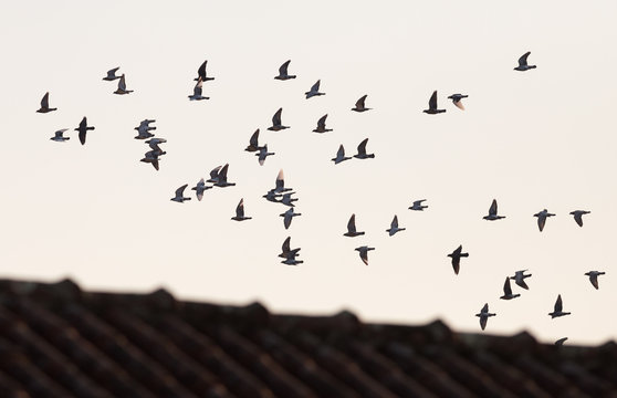 A Group of Mail Doves Flying at Sunset
