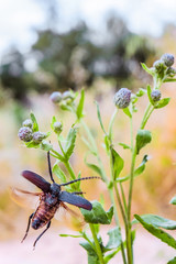 Fototapeta premium Blurred natural background. Beetle-barbel woodcutter flying on a wild flower stalk.