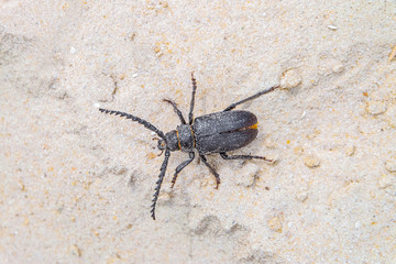 Beetle-barbel lumberjack crawling on the sand