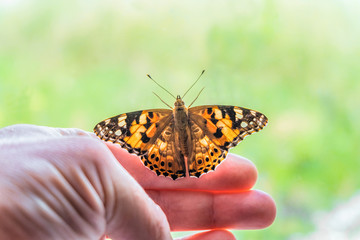 Fototapeta na wymiar Butterfly painted lady on his arm at the window tends to freedom