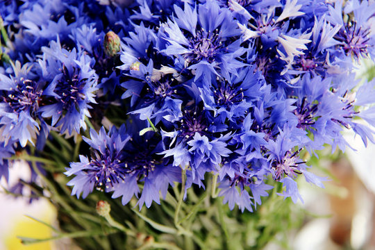 Purple Cornflower