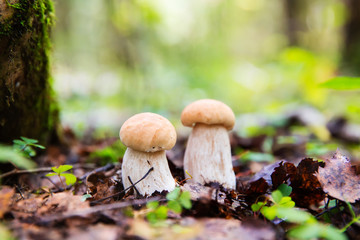 Boletus edulis mushrooms in the forest (penny bun, cep, porcino or porcini)