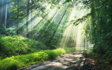 Fototapeta premium Forest road in a green foggy forest with sun rays in background. Osnabruck, Germany
