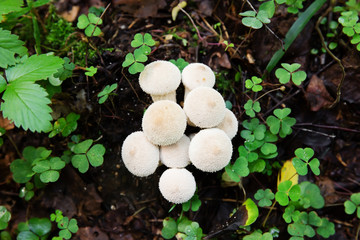 Edible mushroom Common Puffball, Lycoperdon perlatum