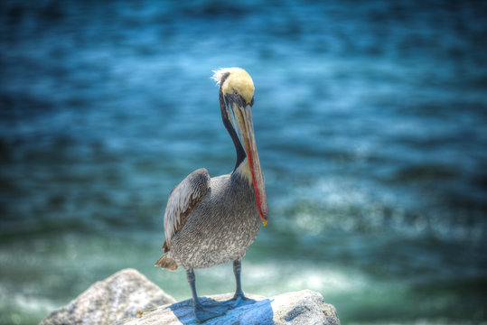 Pelicans on the Pacific coast