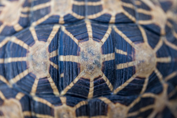 Close up of India turtle