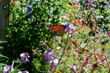 Butterfy in Australia