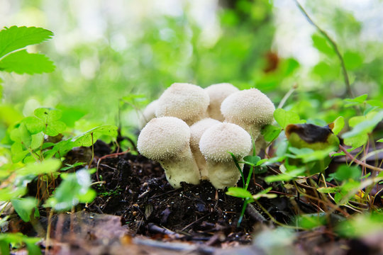 Edible mushroom Common Puffball, Lycoperdon perlatum