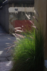 Naklejka premium Wild Grass in the City