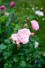 pink roses in garden