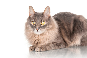 Obraz premium Gray cat closeup on white background