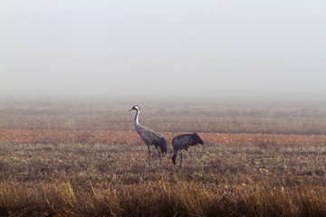 Herons in the fog