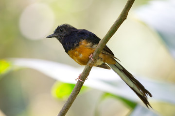 Schamadrossel (Copsychus malabaricus) im Waimea Valley auf Oahu, Hawaii, USA.