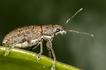 Macro photo of beetle on a leaf