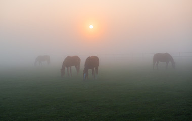 Fototapeta na wymiar Pferde im Morgennebel auf einer Koppel