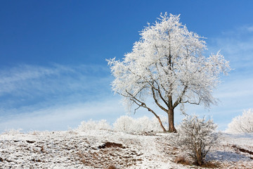 Winterlandschaft in Hessen mit Baum mit Schnee und Reif