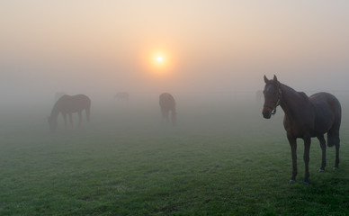 Obraz na płótnie Canvas Pferde im Morgennebel auf einer Koppel