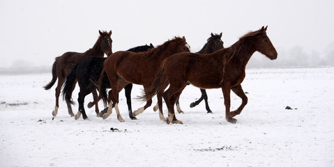 running wild, a herd of wild horses running through snowy landscape