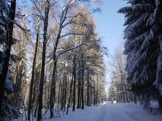 Im Winterwald bei Sonnenschein