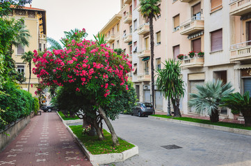 Fototapeta na wymiar beautiful blooming street italy