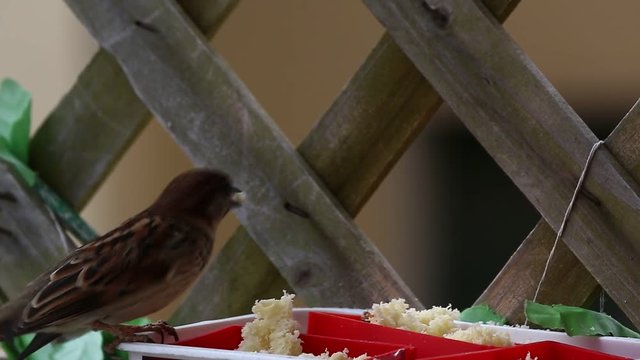 Passero mentre mangia
