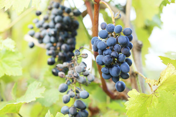 Bunches of ripe grapes in the garden