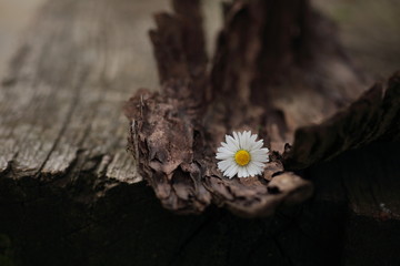 Gänseblümchen auf Baumrinde als Hintergrund