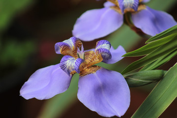Purple flower © Estela