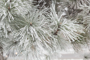 Coniferous branches covered with hoarfrost.