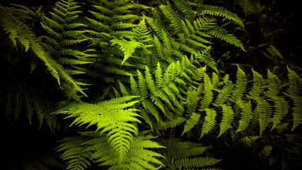 Fern in the forest