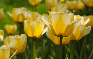 yellow tulips on the flowerbed