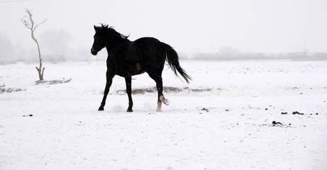 wild and free, black horse running through snowy landscape