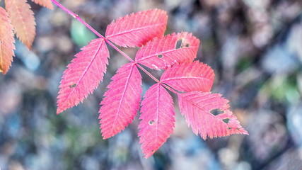 Pink leaves of a tree