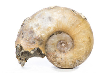 Lytoceras, ammonite fossile