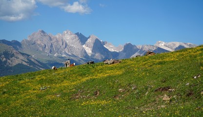 Kühe auf Almweide vor herrlichem Dolomiten Panorama