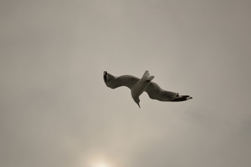 white seagull