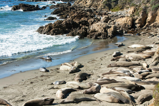 Elephant Seals sun bading at Piedras Blancas, San Simeon, Hwy 1,