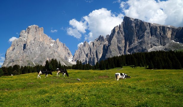 K&uuml;he grasen vor Langkofel Gruppe